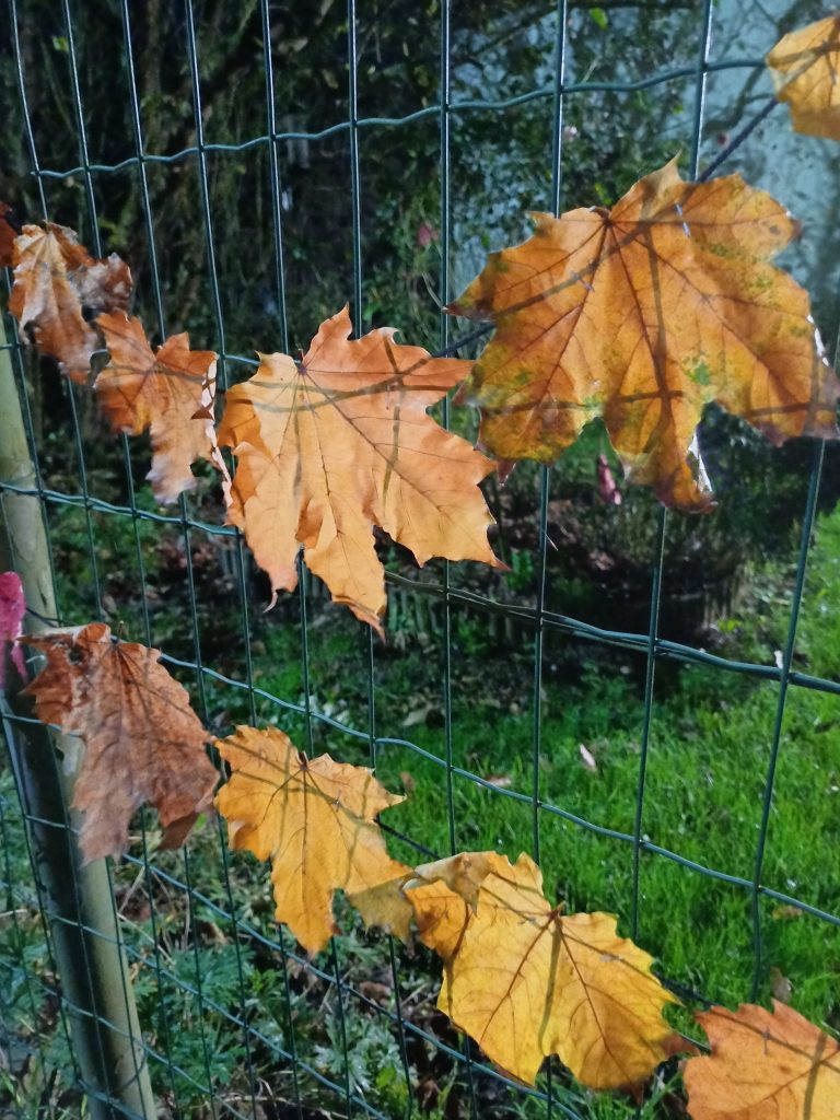 feuilles séchées accrochées à un grillage